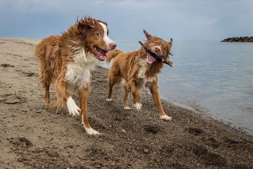 two dogs at play near the water