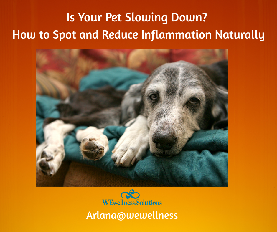 older dog laying on couch, inactive