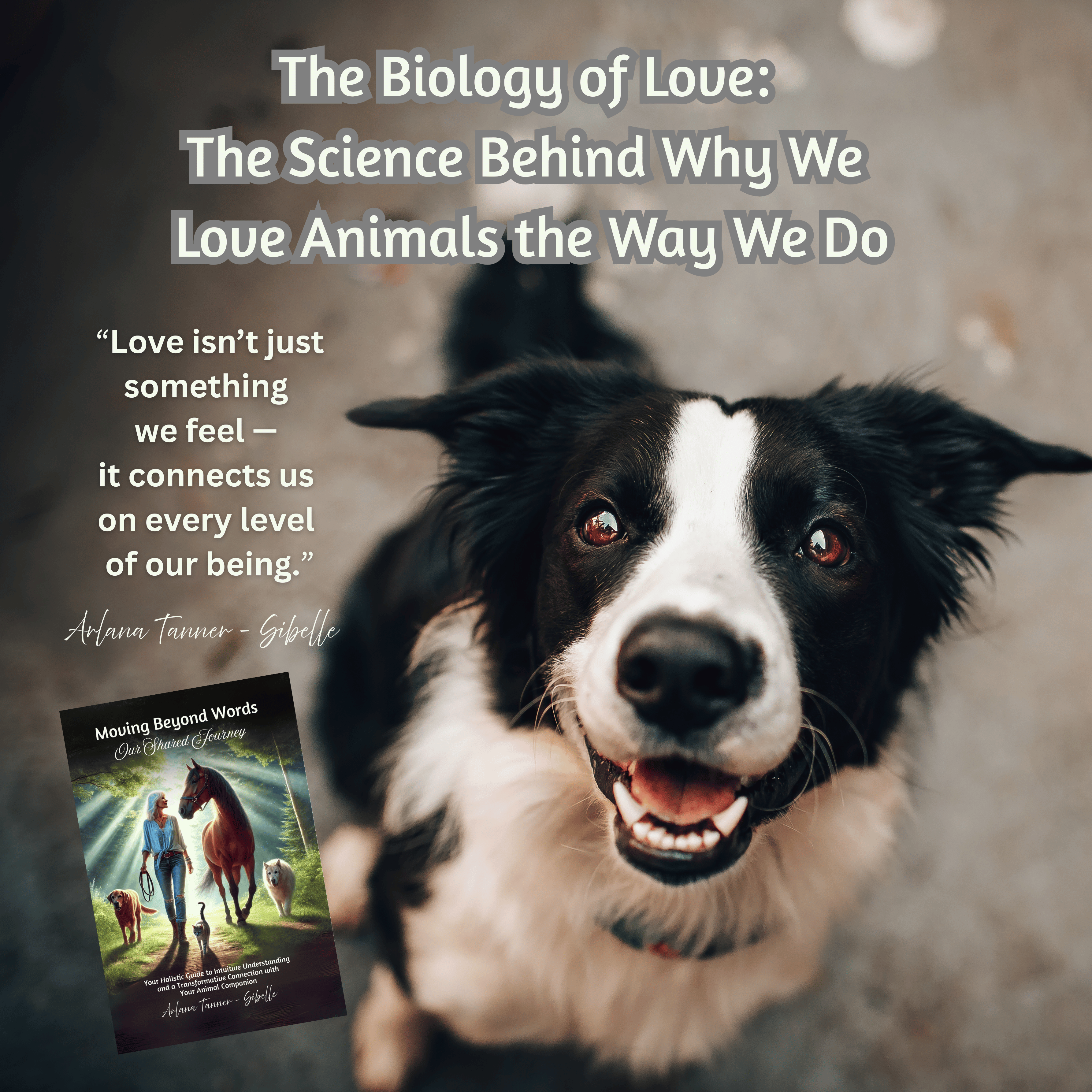 black an d white Border Collie looking up at the camera. 